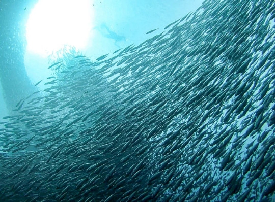 Moalboal and Badian Transport Tour Package