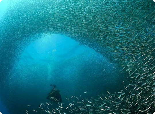 Moalboal and Badian Transport Tour Package