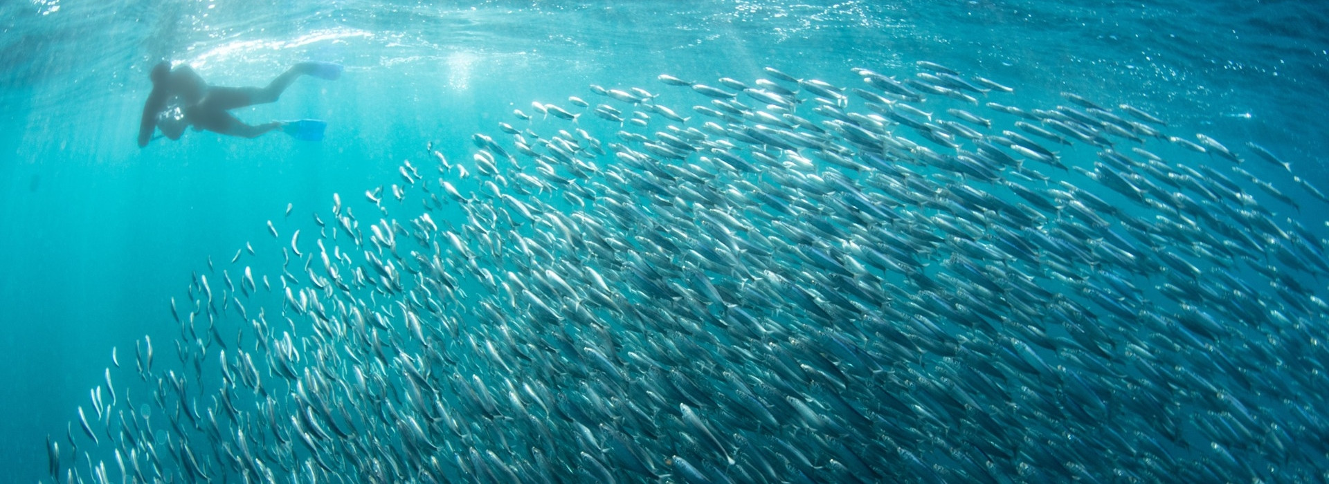 whale-shark-watching banner